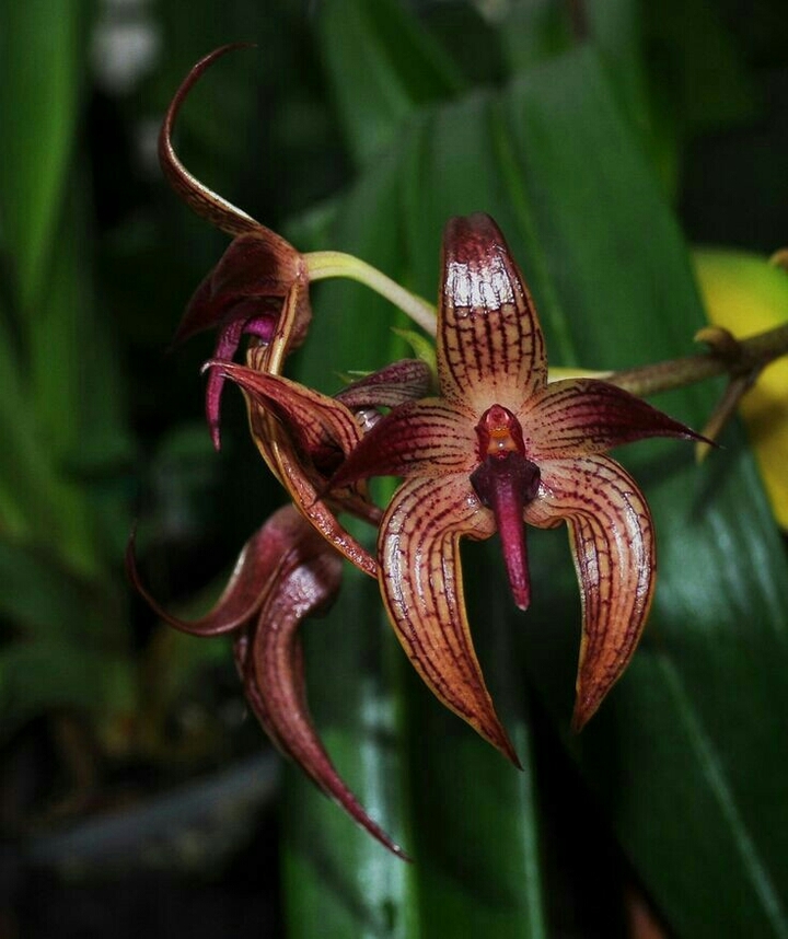 Orchid