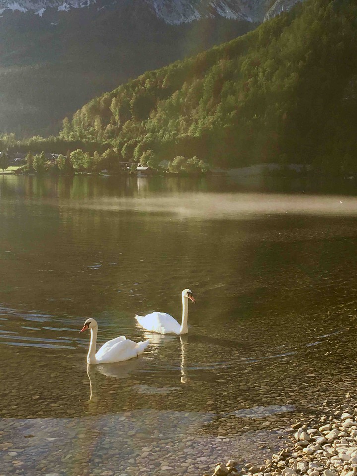 swans
