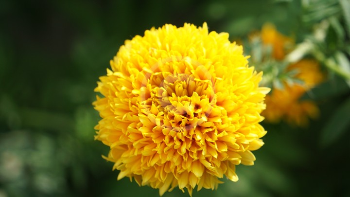 Marigold