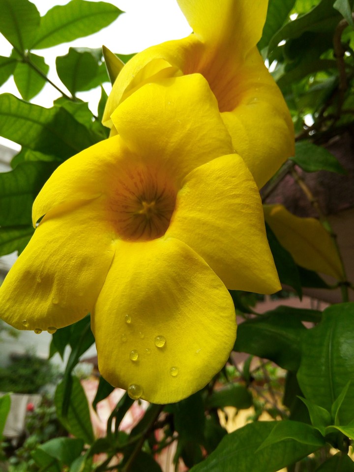 Raindrops ....