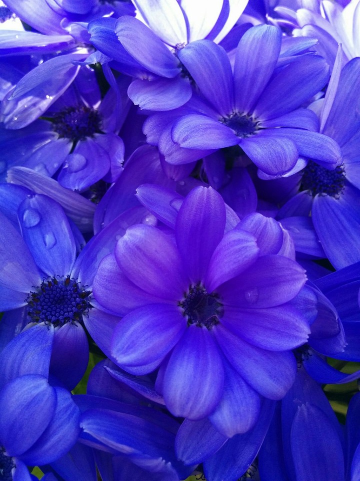 blue