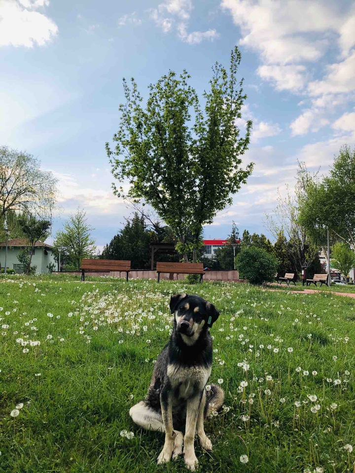 bi tatlı şeker