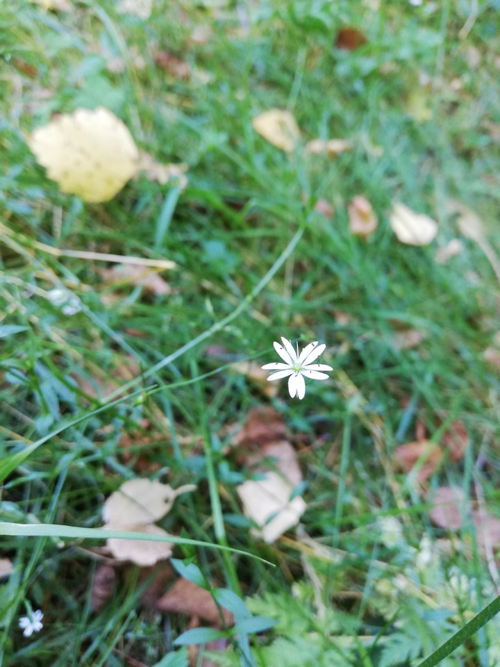 flower