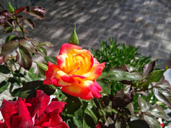 Rose