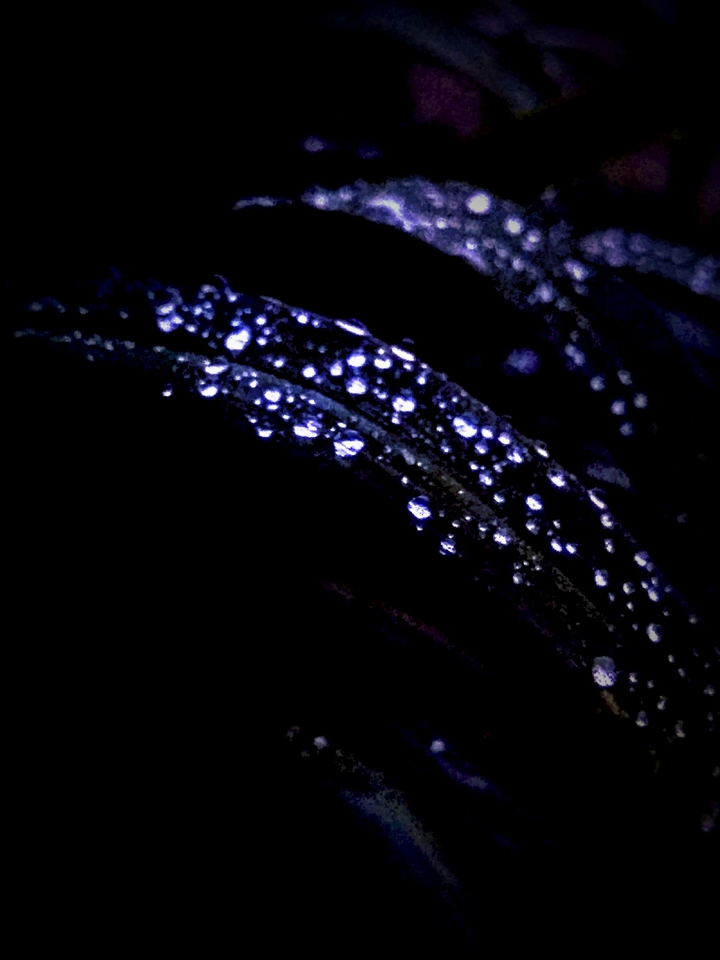 Rain drops