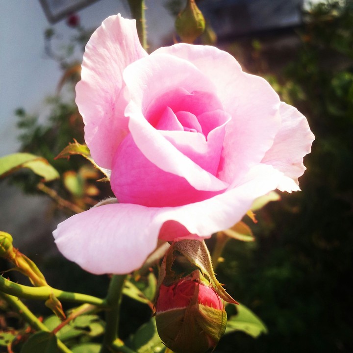 rose นะ