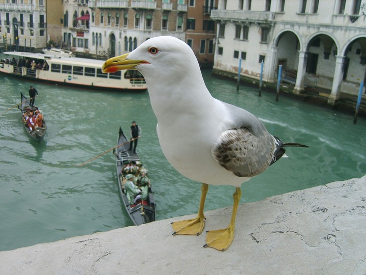 seagull