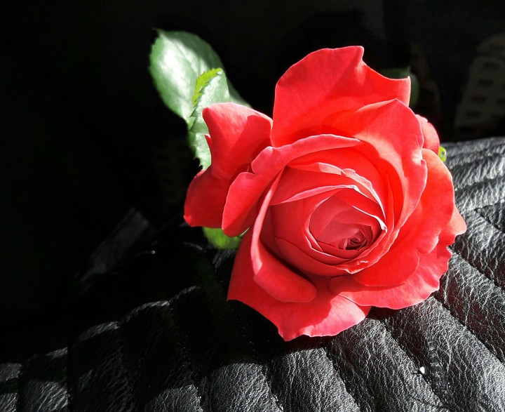 red rose