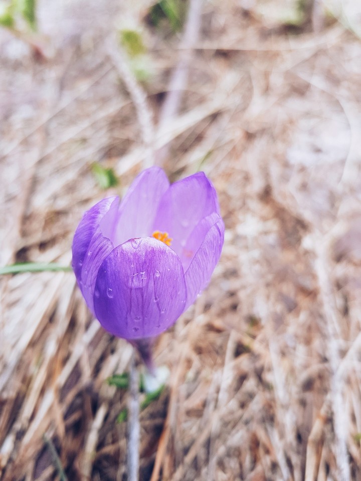 Spring it's coming