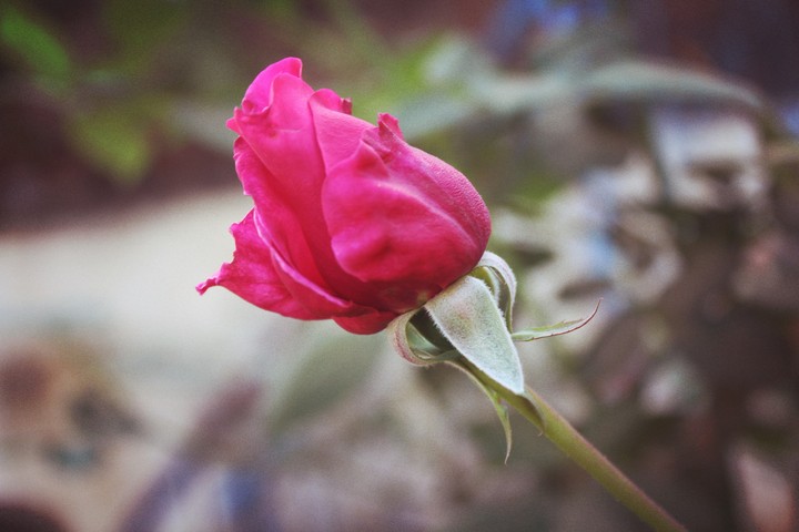 rose