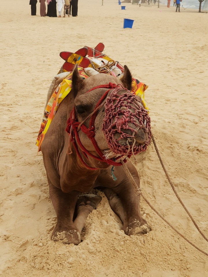 innocent camel...