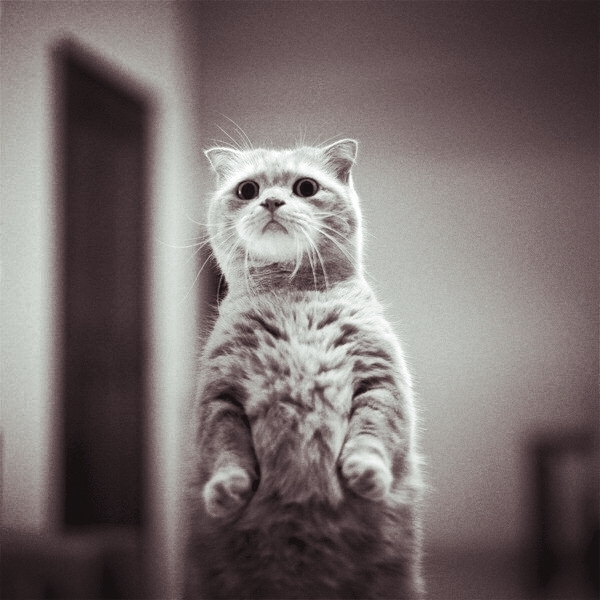 cat is not smile
