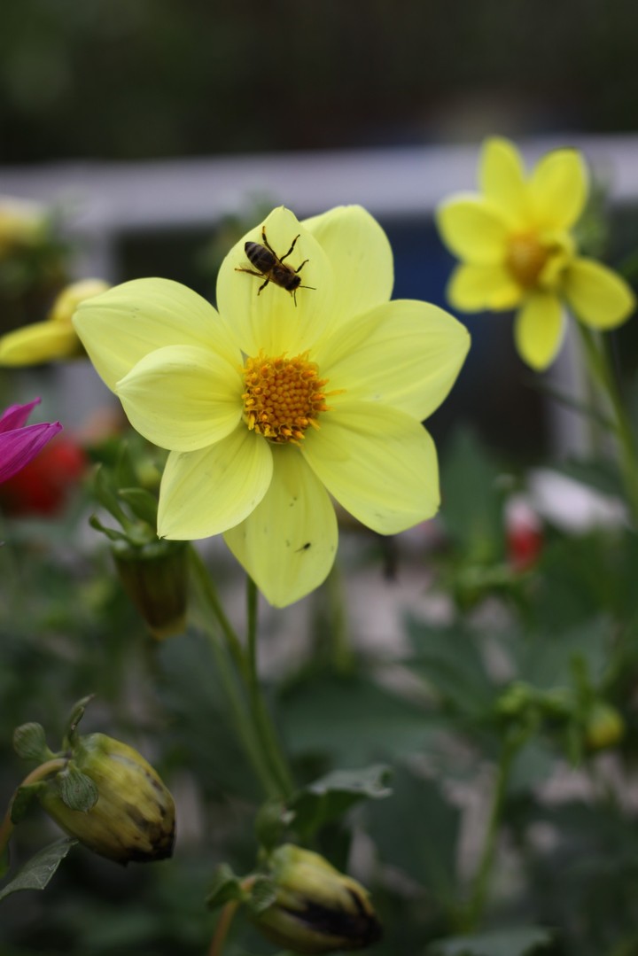 Цветы/Flowers