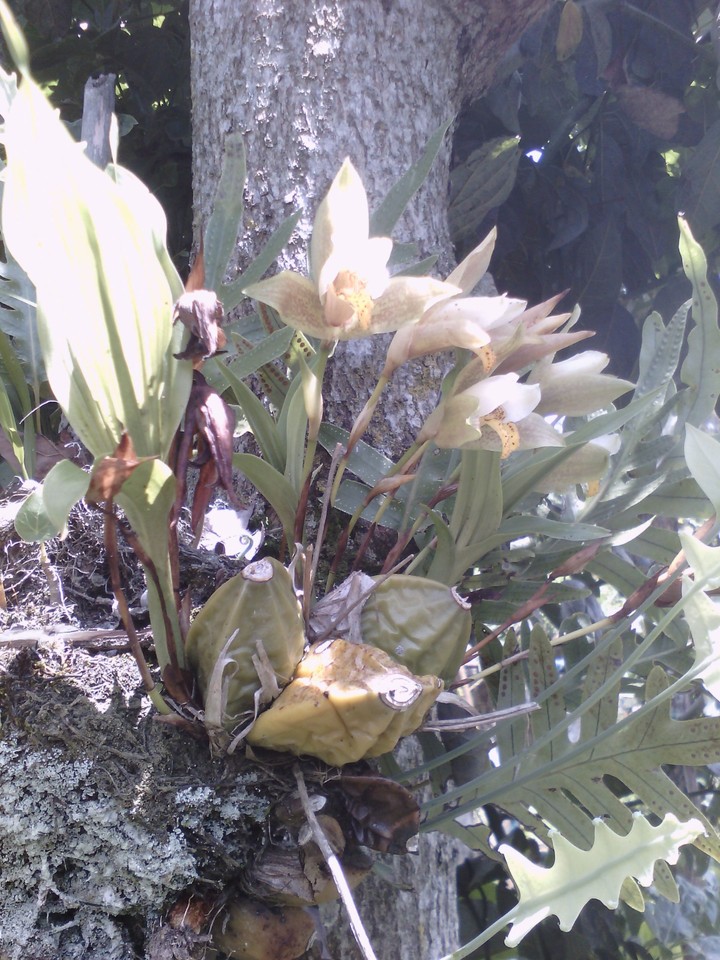 orquídeas