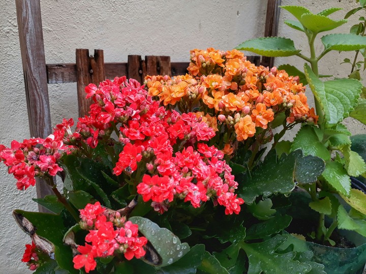 flowers