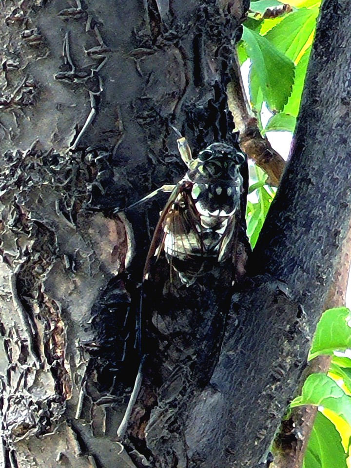 The cast- off skin of cicada - a first outing in seven years