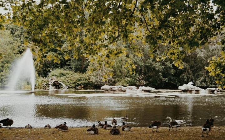 Fountain and the birds