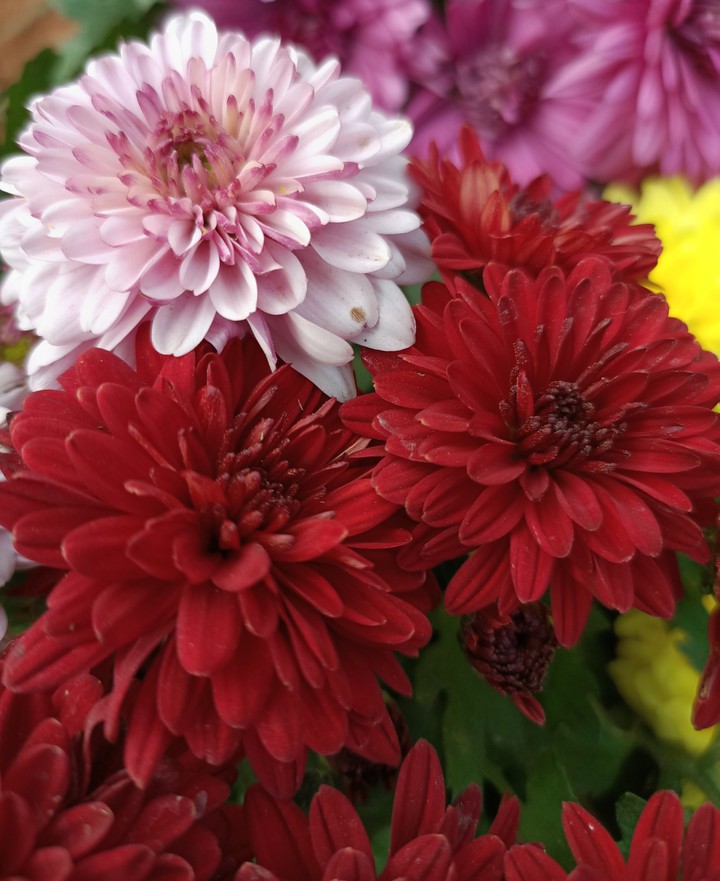 flowers