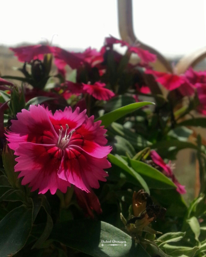 flower