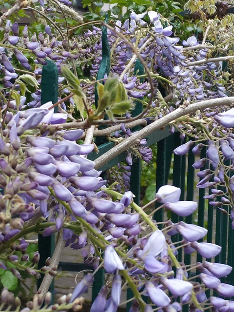 Blue wisteria
