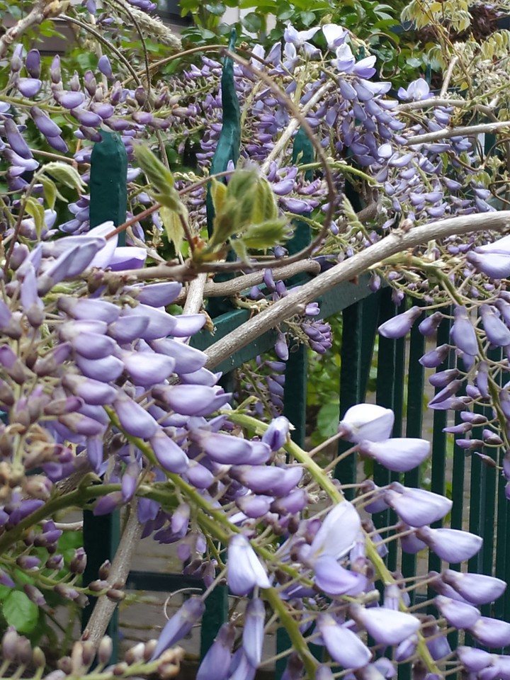 Blue wisteria