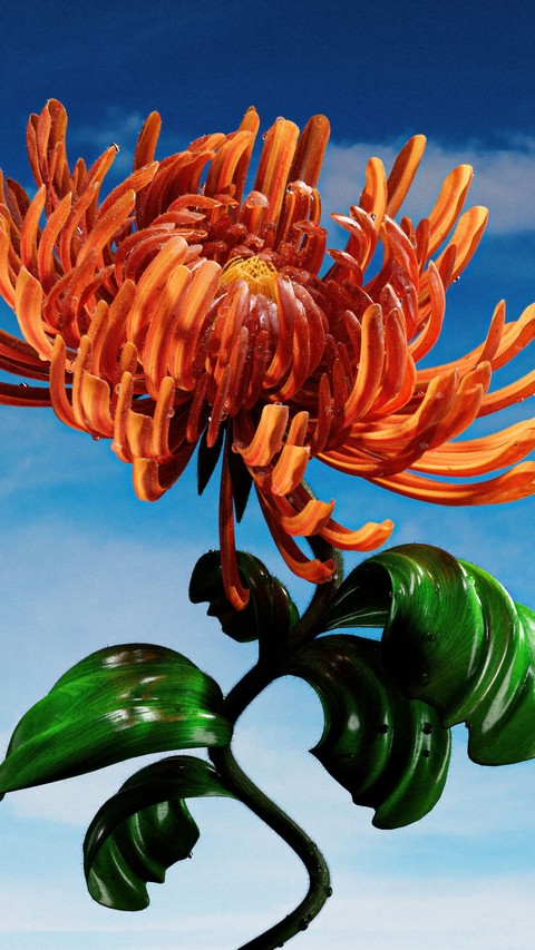 sfondi flower, proteas