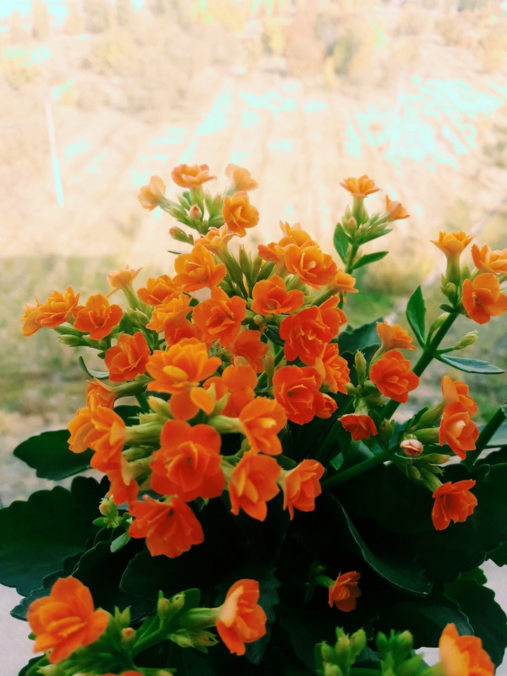 flowers