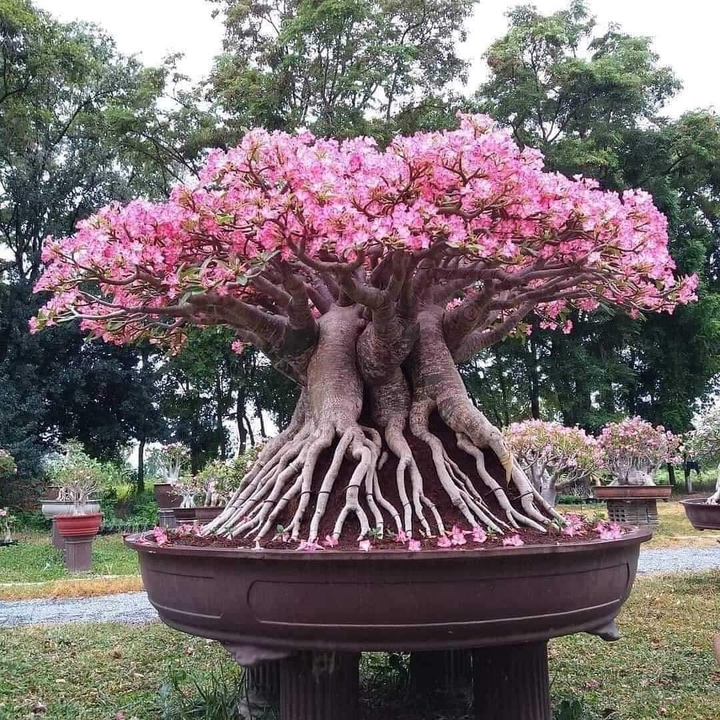 bonsai