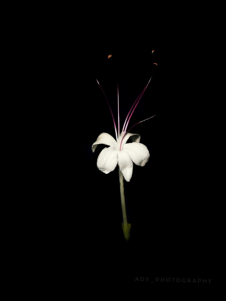 After  bloom !