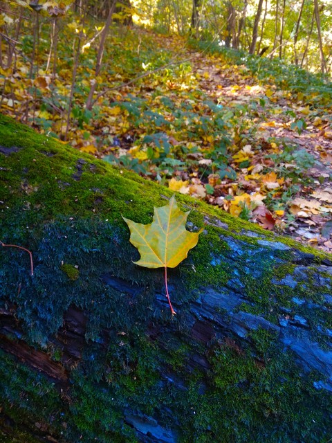 Maple