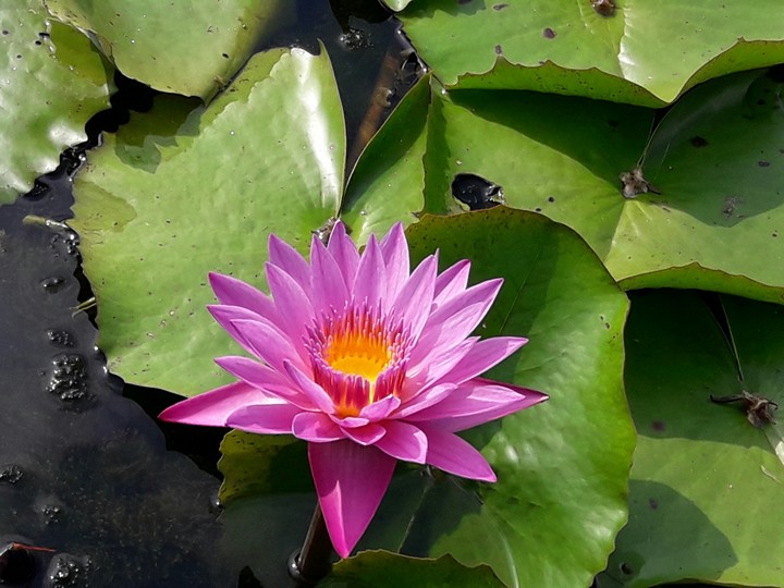 lotus