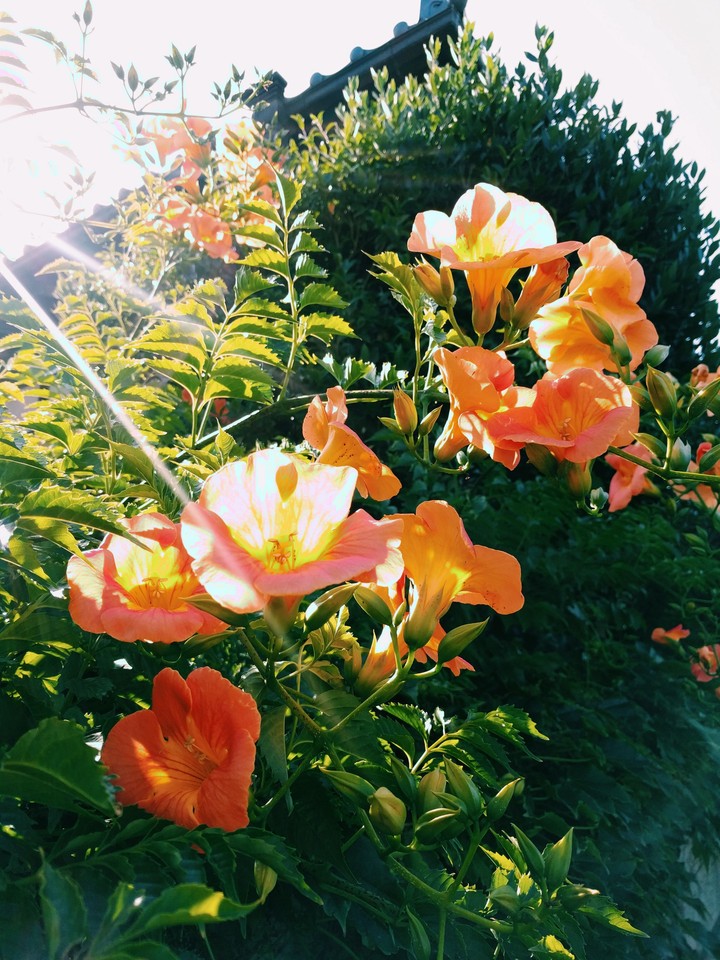 flower