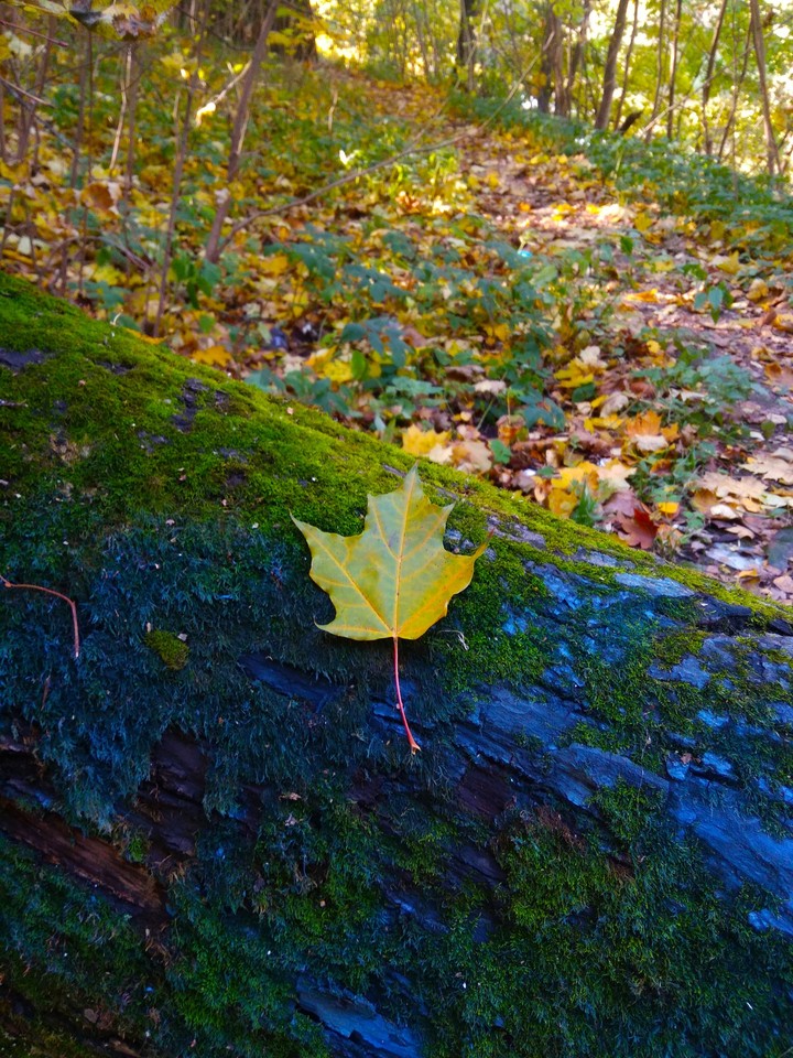 Maple