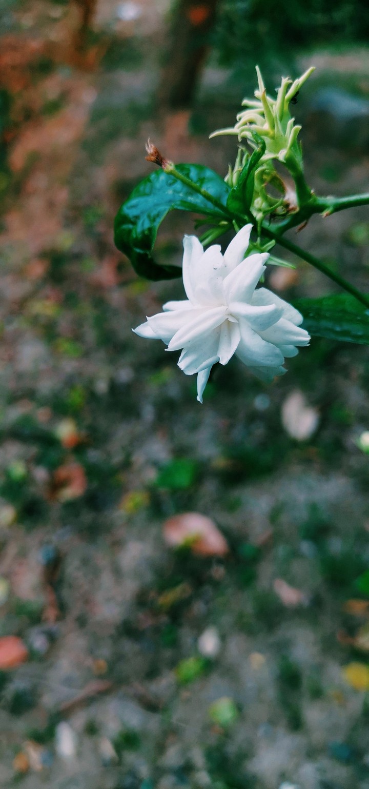 Phool??