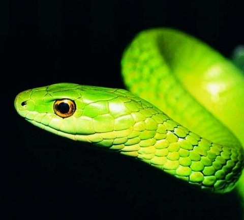 colubridae, mamba壁纸