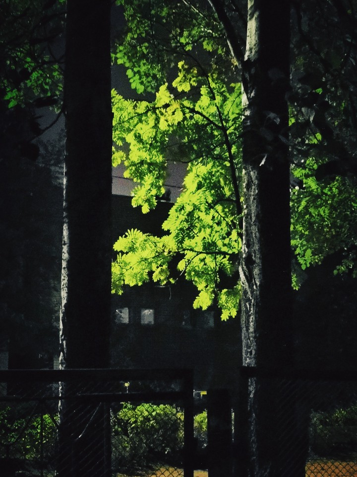 trees