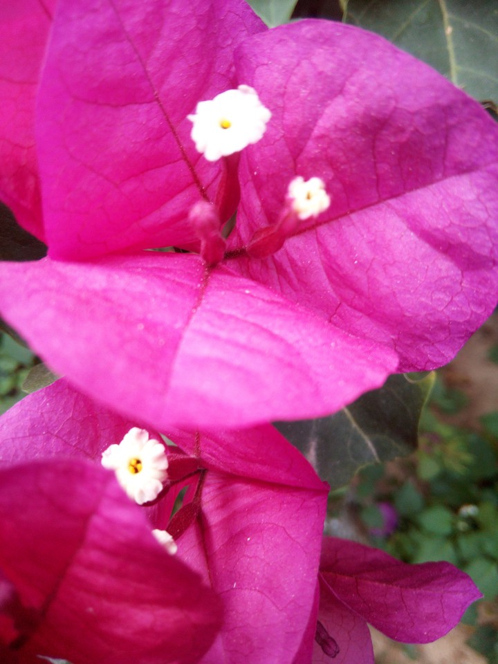 macro flower