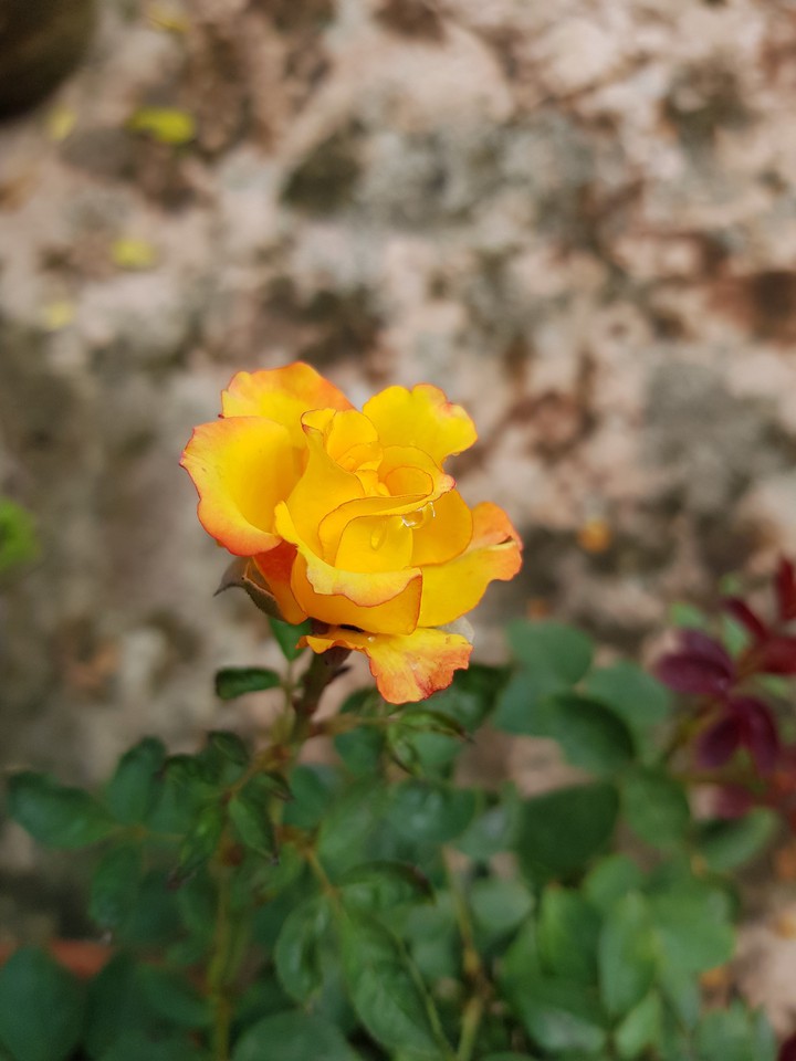 yellow rose