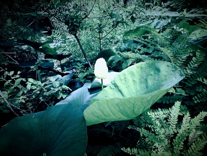 Lily Pad