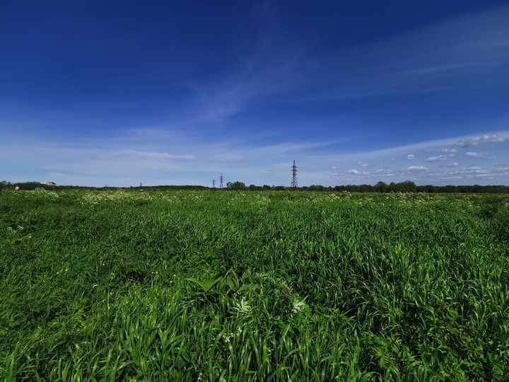 grass and sky