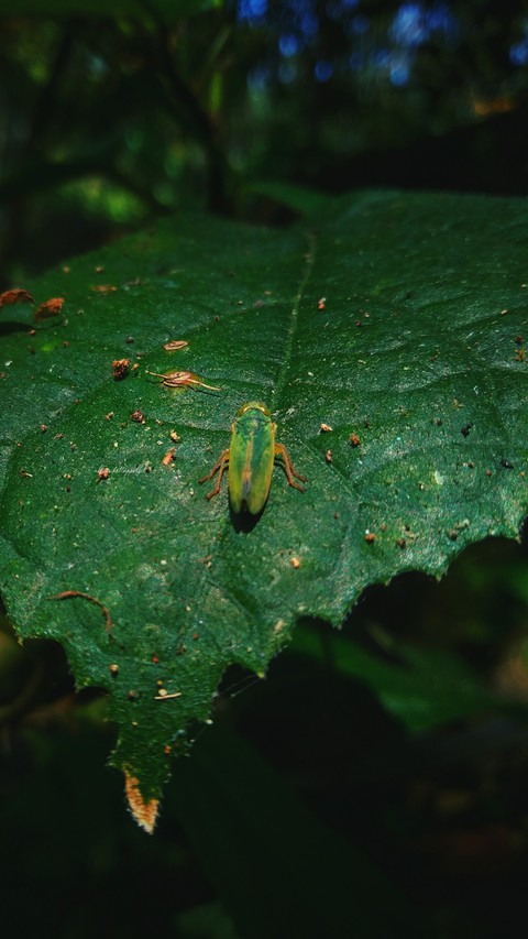 Silent Insect