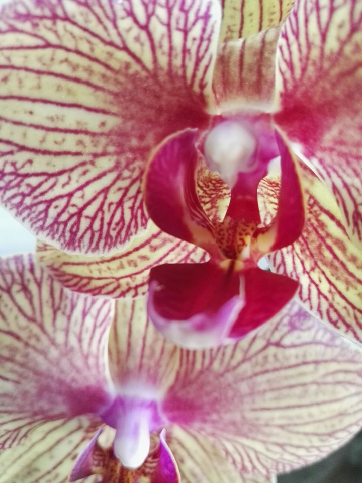 orchid