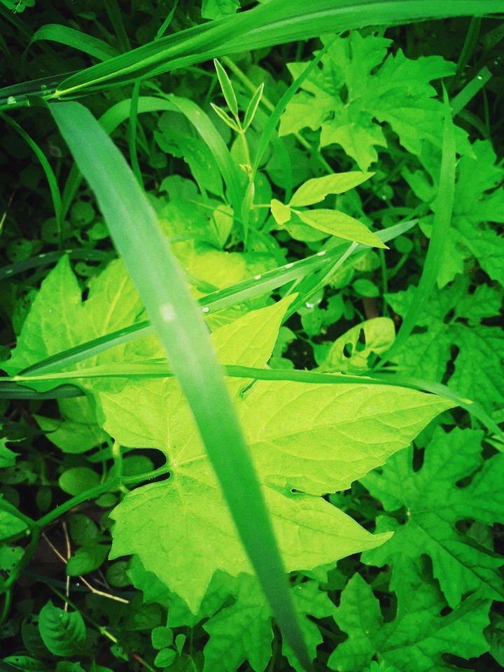green life