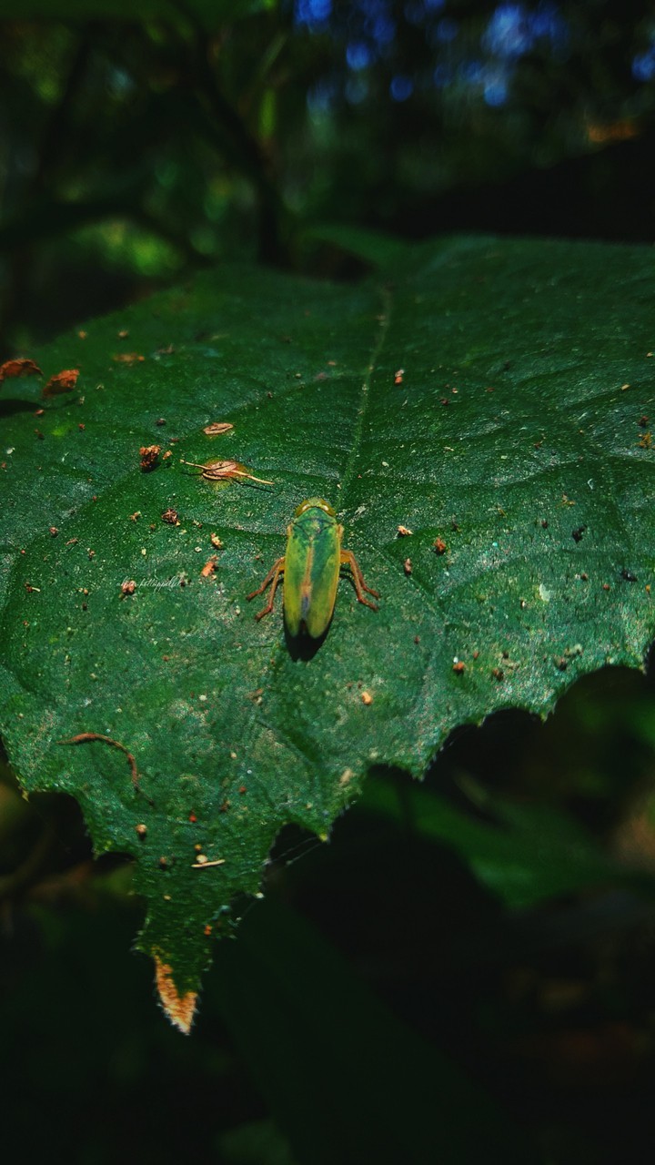 Silent Insect