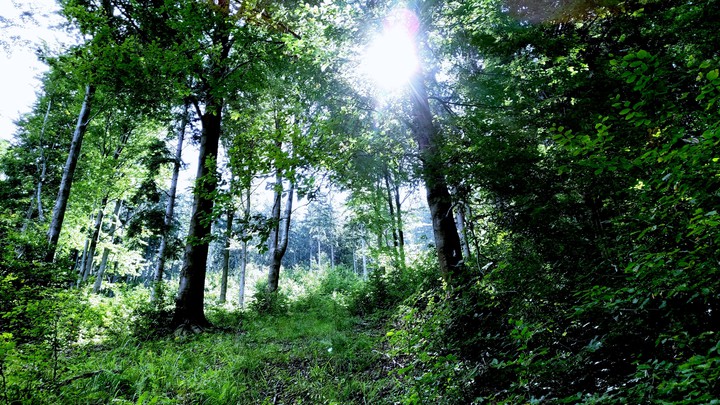 Forest