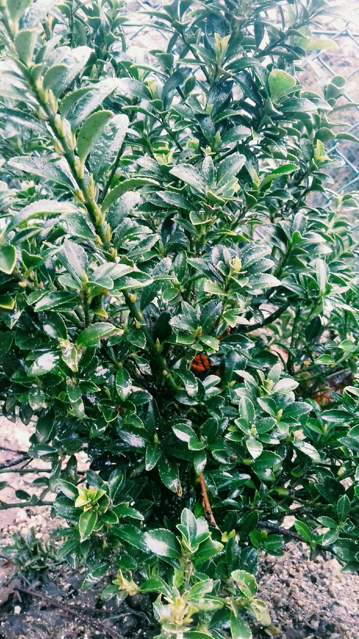 Nature