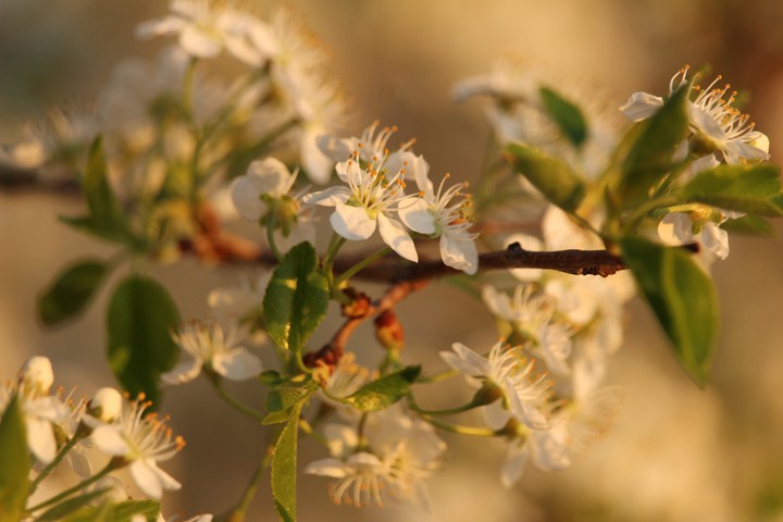 May in bloom
