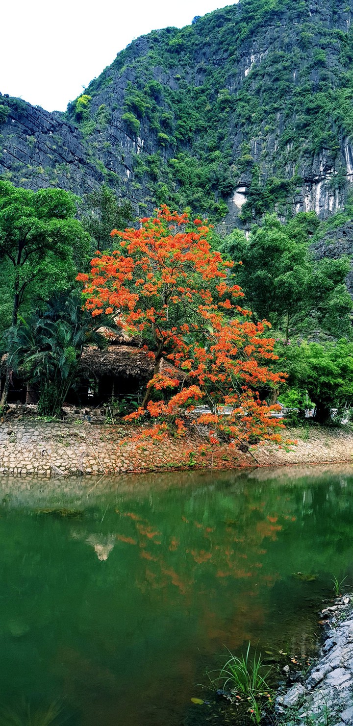 Hoa phượng