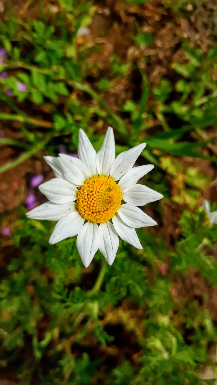 flower