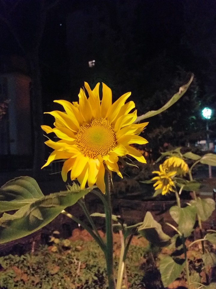 sunflower
